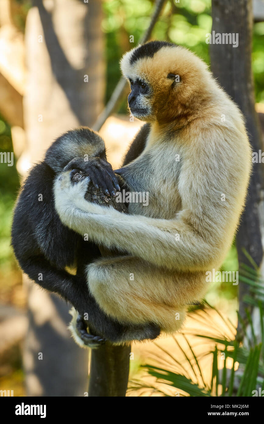 Yellow-cheeked gibbon (Nomascus gabriellae)avec bébé dans le Zoo d'Adélaïde, SA. L'Australie Banque D'Images