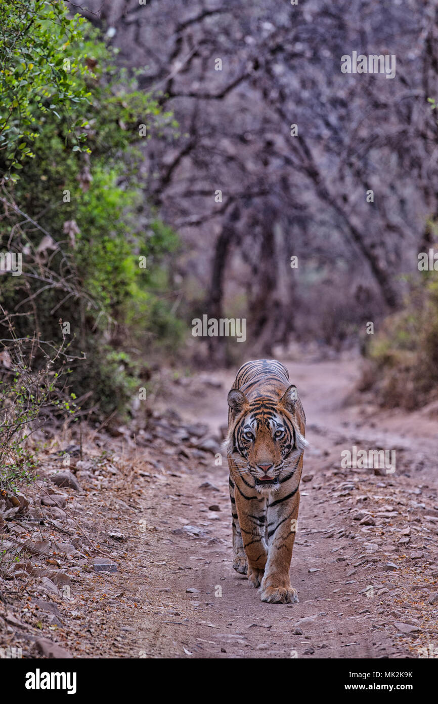 Tigre du Bengale Royal balade en forêt sèche de parc national de Ranthambore Banque D'Images