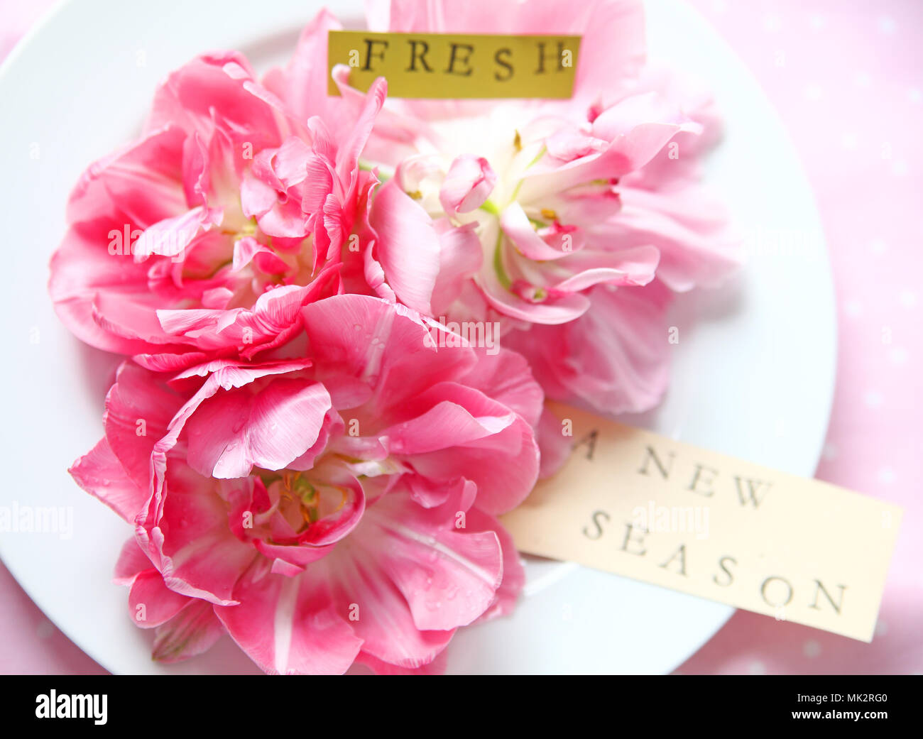 Tulipes à fleurs de pivoine sur une plaque blanche avec les mots 'fresh' et  'une nouvelle saison' Photo Stock - Alamy