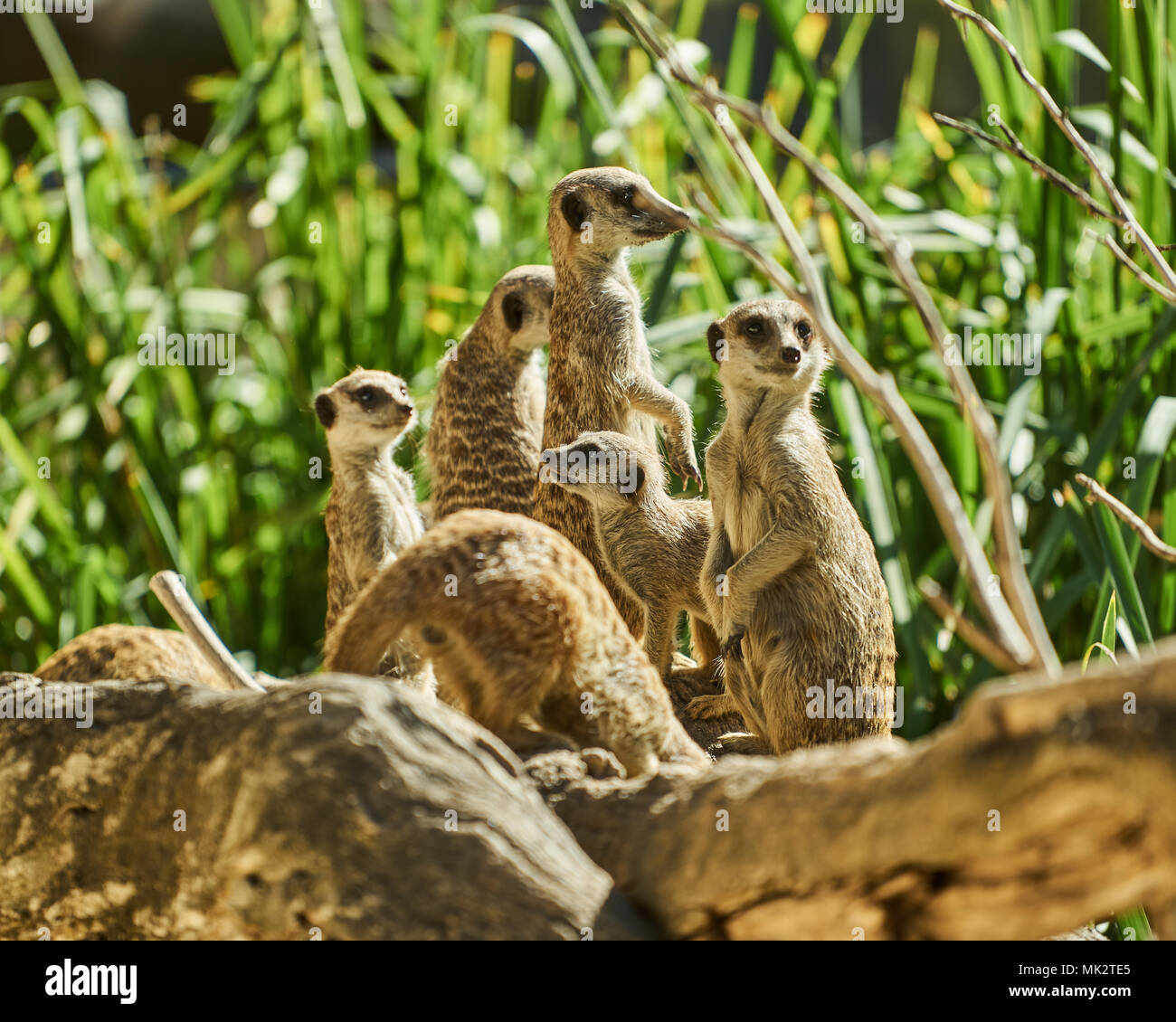 Meerkat (Suricata suricatta) dans le Zoo d'Adélaïde, Australie du Sud Banque D'Images