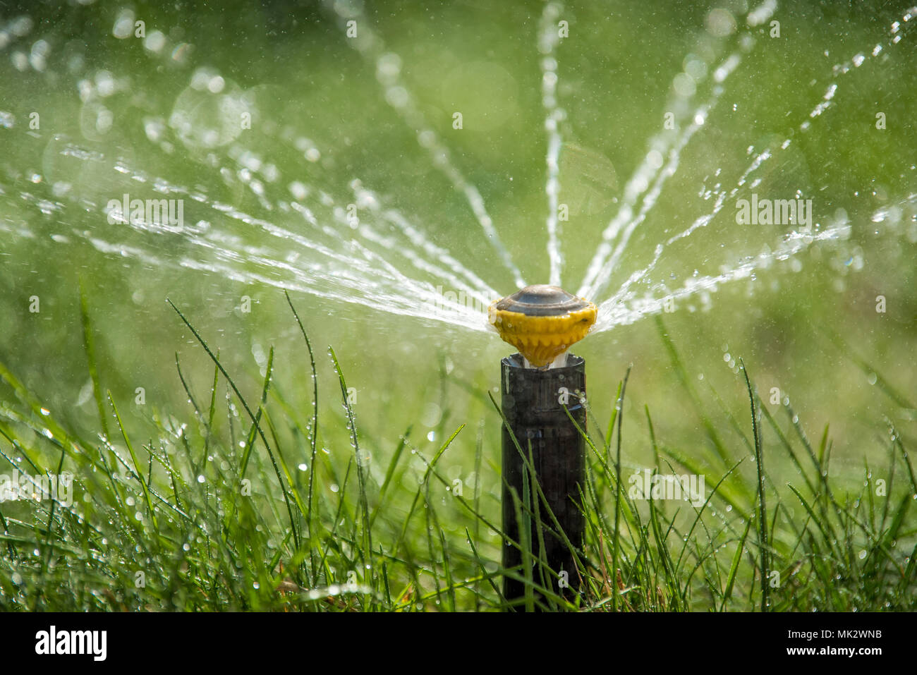 Sprinkleur automatique jardin pelouse herbe arrosage en action Photo Stock  - Alamy