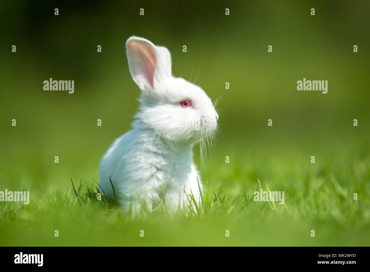 Petit lapin blanc sur l'herbe verte en été 24 Banque D'Images