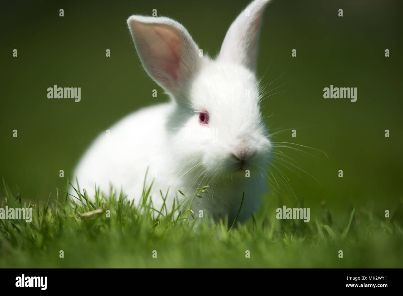 Petit lapin blanc sur l'herbe verte en été 24 Banque D'Images