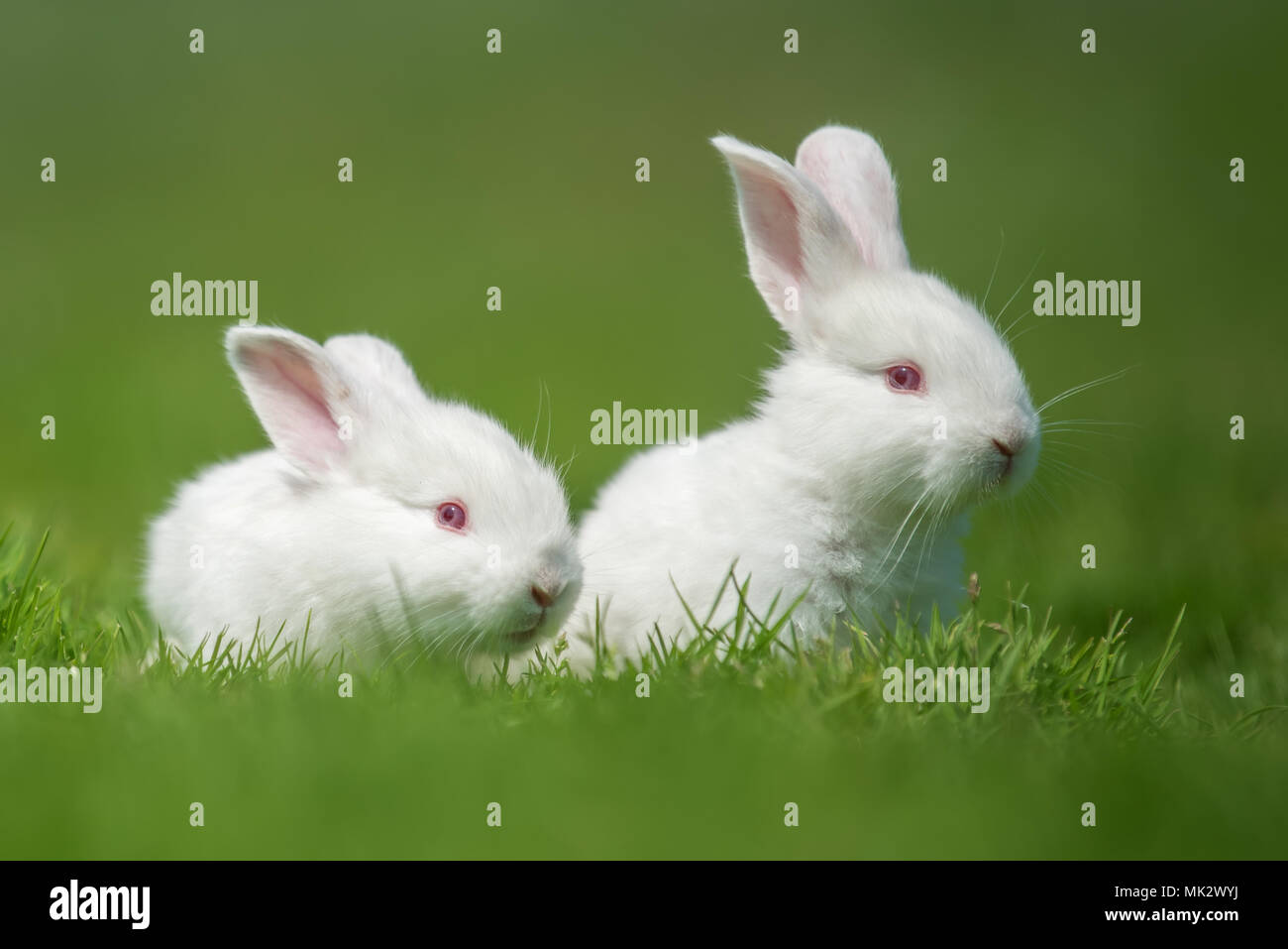 Petit lapin blanc sur l'herbe verte en été 24 Banque D'Images