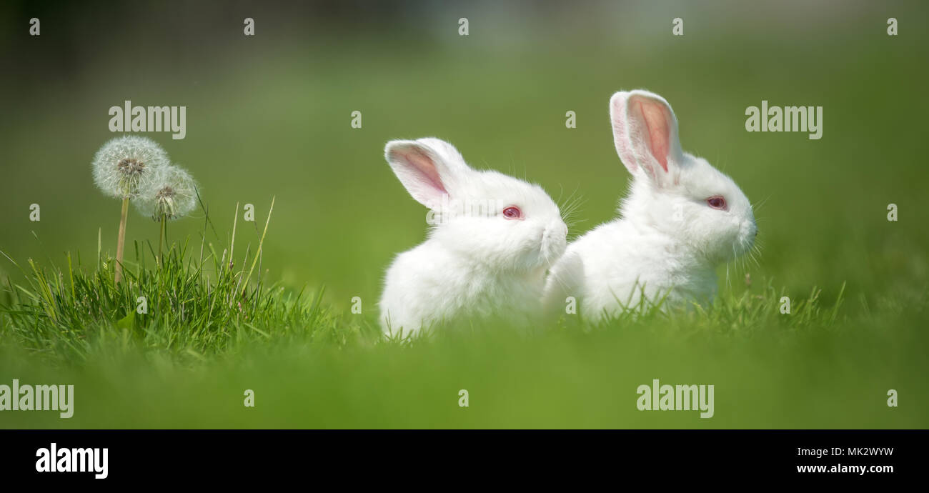 Petit lapin blanc sur l'herbe verte en été 24 Banque D'Images