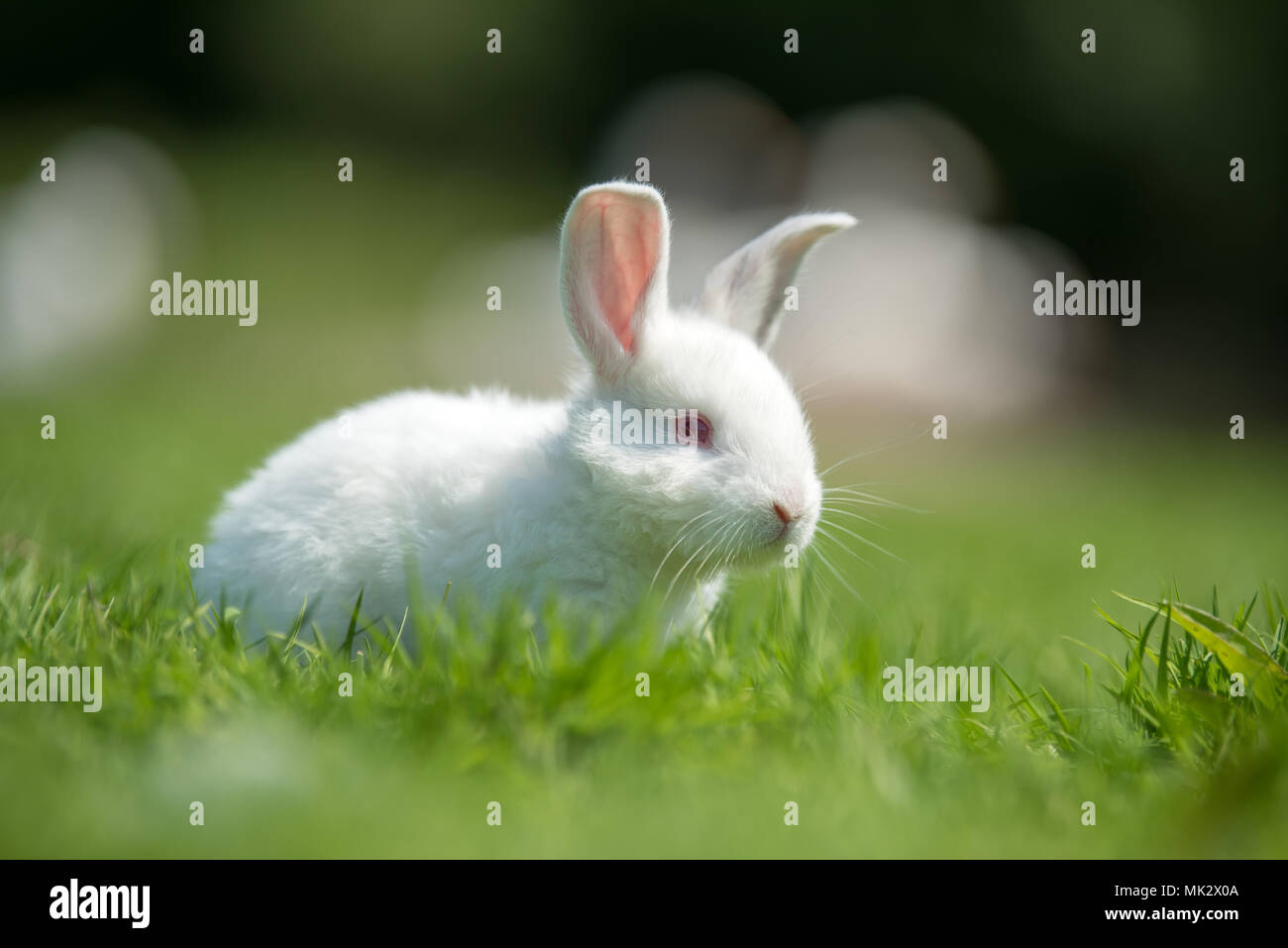 Petit lapin blanc sur l'herbe verte en été 24 Banque D'Images
