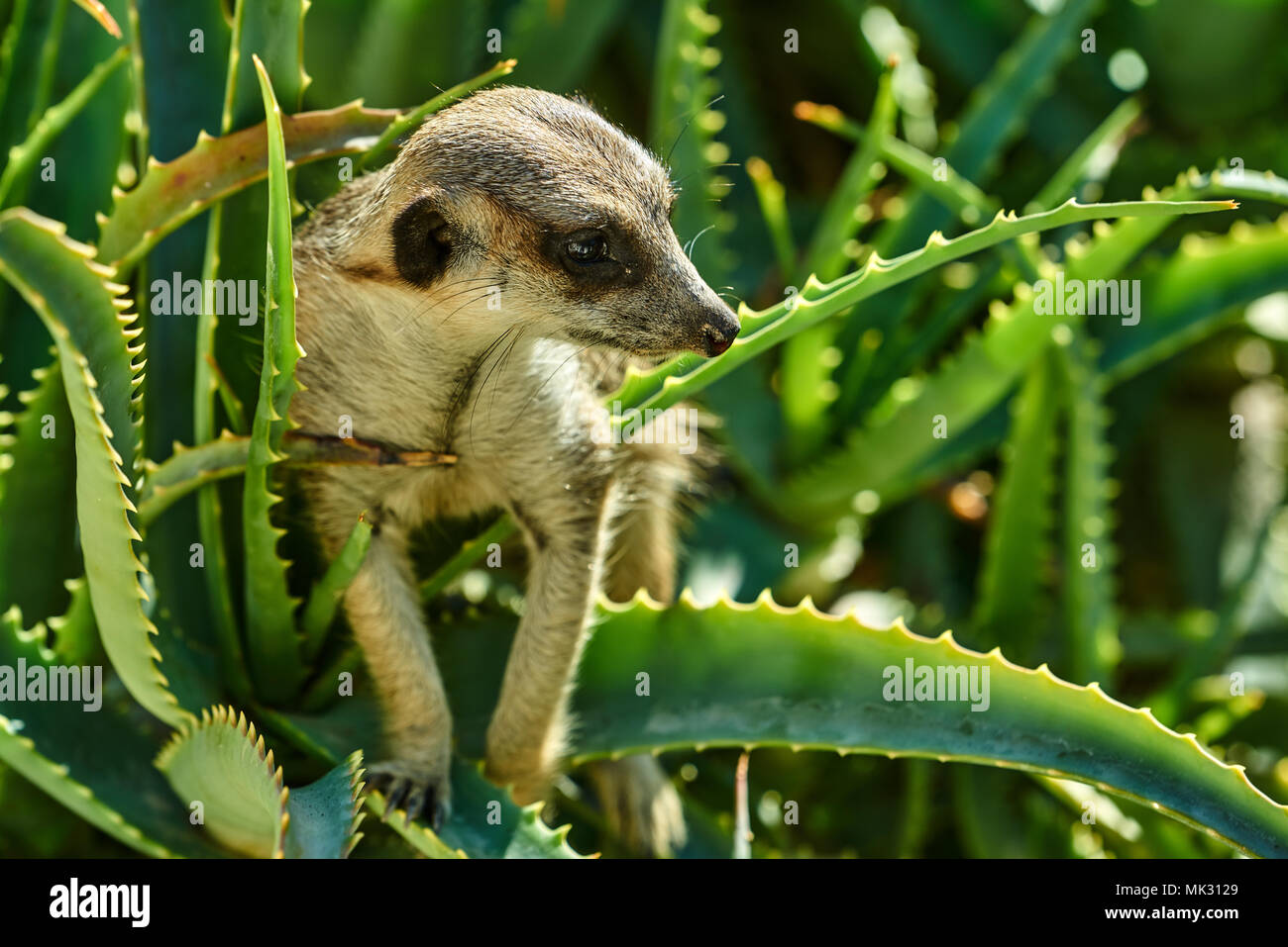 Meerkat (Suricata suricatta) dans le Zoo d'Adélaïde, Australie du Sud Banque D'Images
