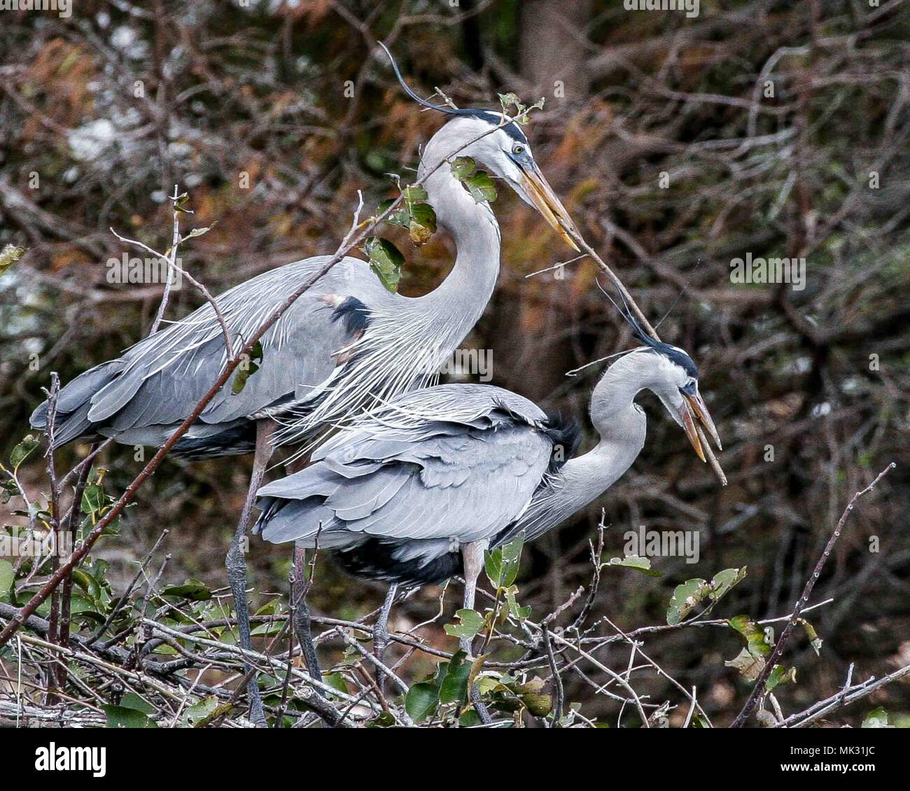 Delray Beach, Florida, USA. 7 Février, 2009. Une paire de Grand Héron (Ardea herodias) rassembler des matériaux de nidification dans les zones humides, Wakodahatchee préserve à Delray Beach, en Floride. Les milieux humides offrent des possibilités d'observer les oiseaux dans leur habitat naturel. Credit : Arnold Drapkin/ZUMA/Alamy Fil Live News Banque D'Images