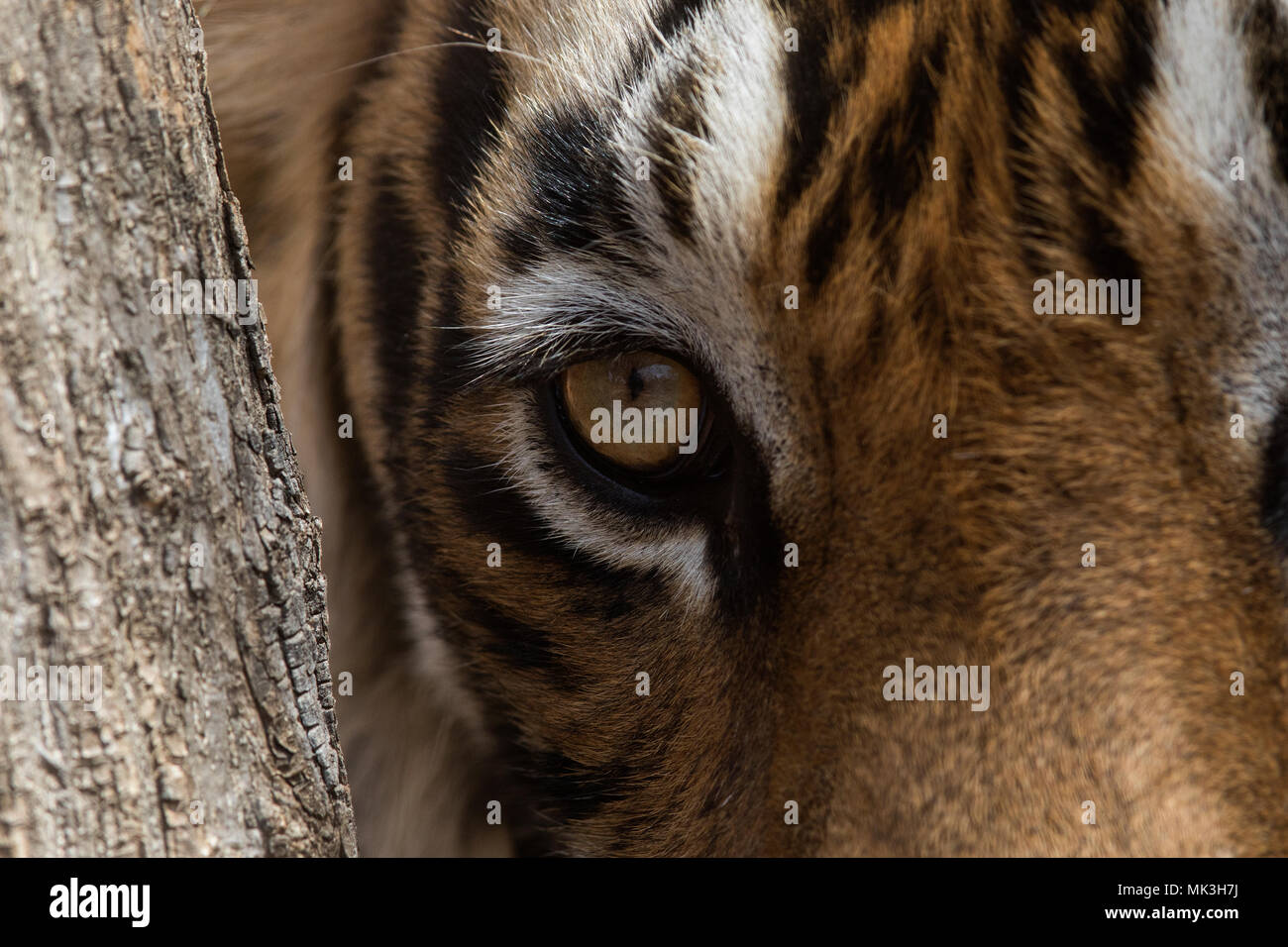 Oeil du tigre du Bengale royal dans Ranthambore Banque D'Images