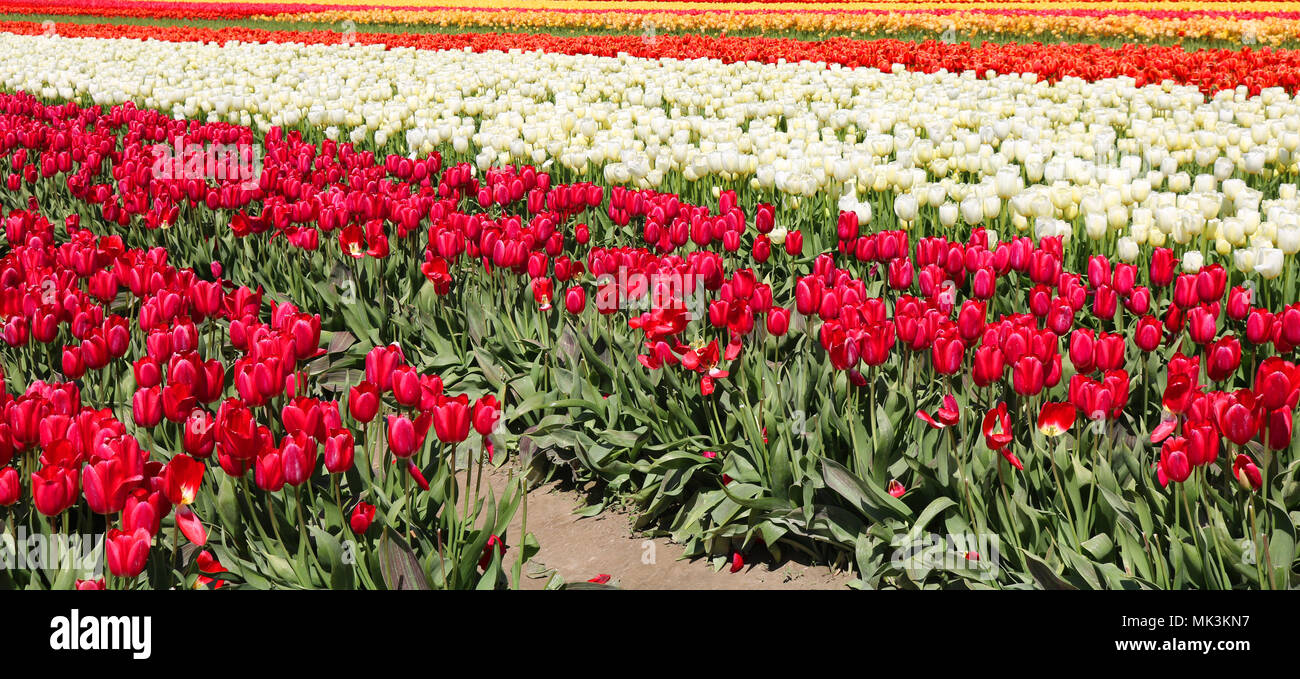 Tulipes poussant dans un champ au cours de la vallée de la Skagit Tulip Festival à Mount Vernon, Washington, États-Unis. Banque D'Images