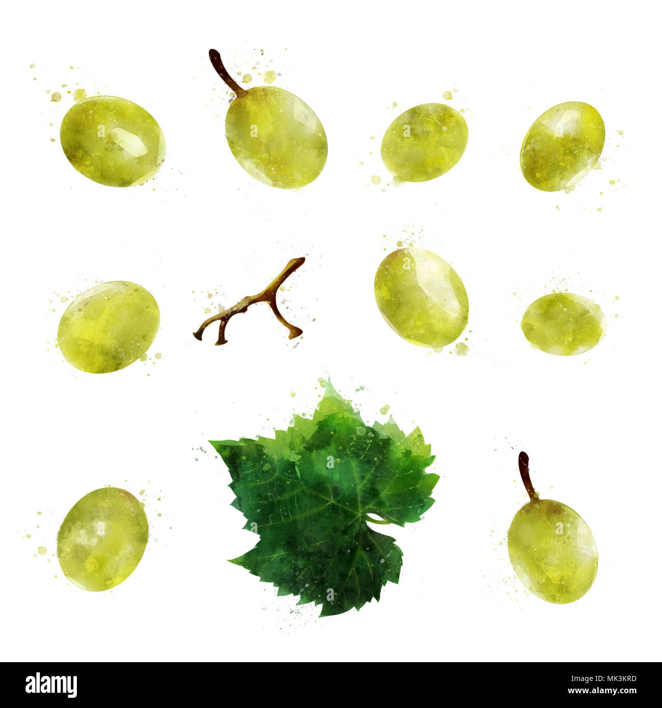Raisins verts sur fond blanc. Illustration à l'aquarelle Banque D'Images