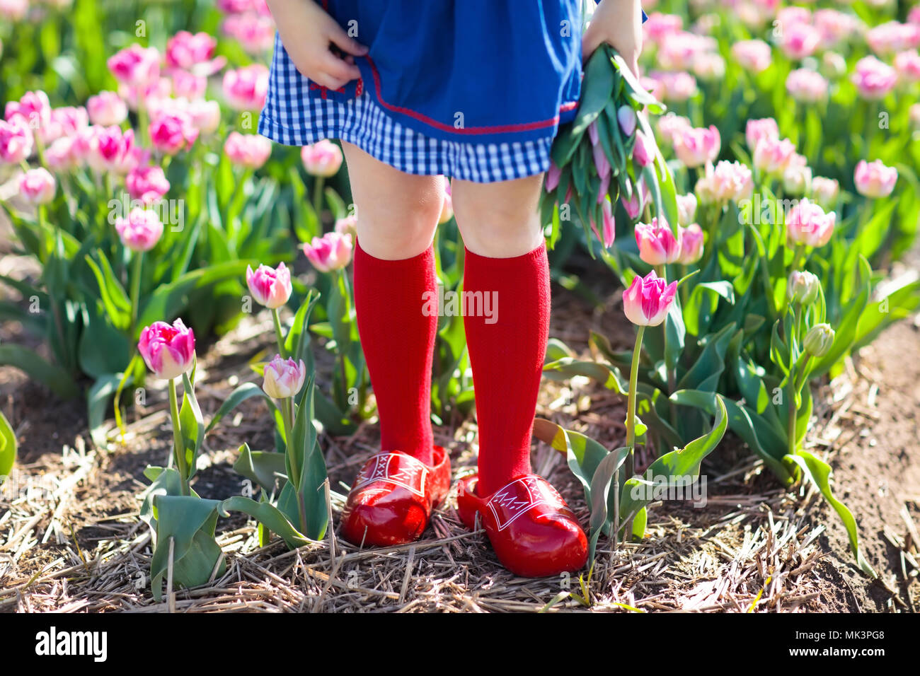 Enfant dans le champ de fleurs tulipes avec moulin en Hollande. Petite  fille néerlandais traditionnel en costume national, sabots en bois, robe et  chapeau, avec une fleur au soleil Photo Stock -