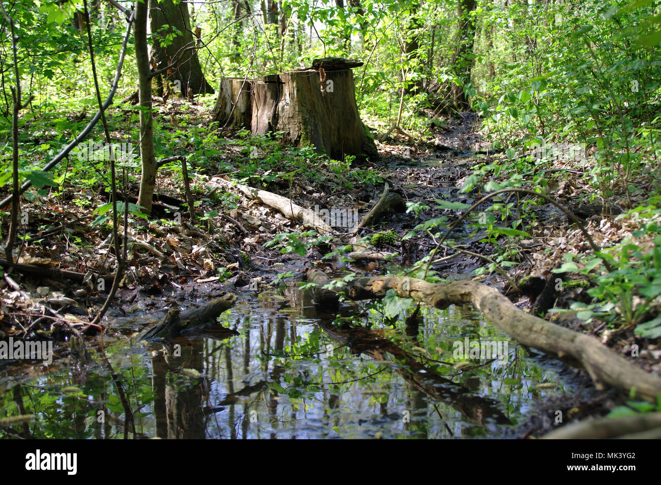 Les zones humides. Forêt marécageuse, environnement naturel et des cours d'entre les branches. Processus de décomposition naturelle. Banque D'Images