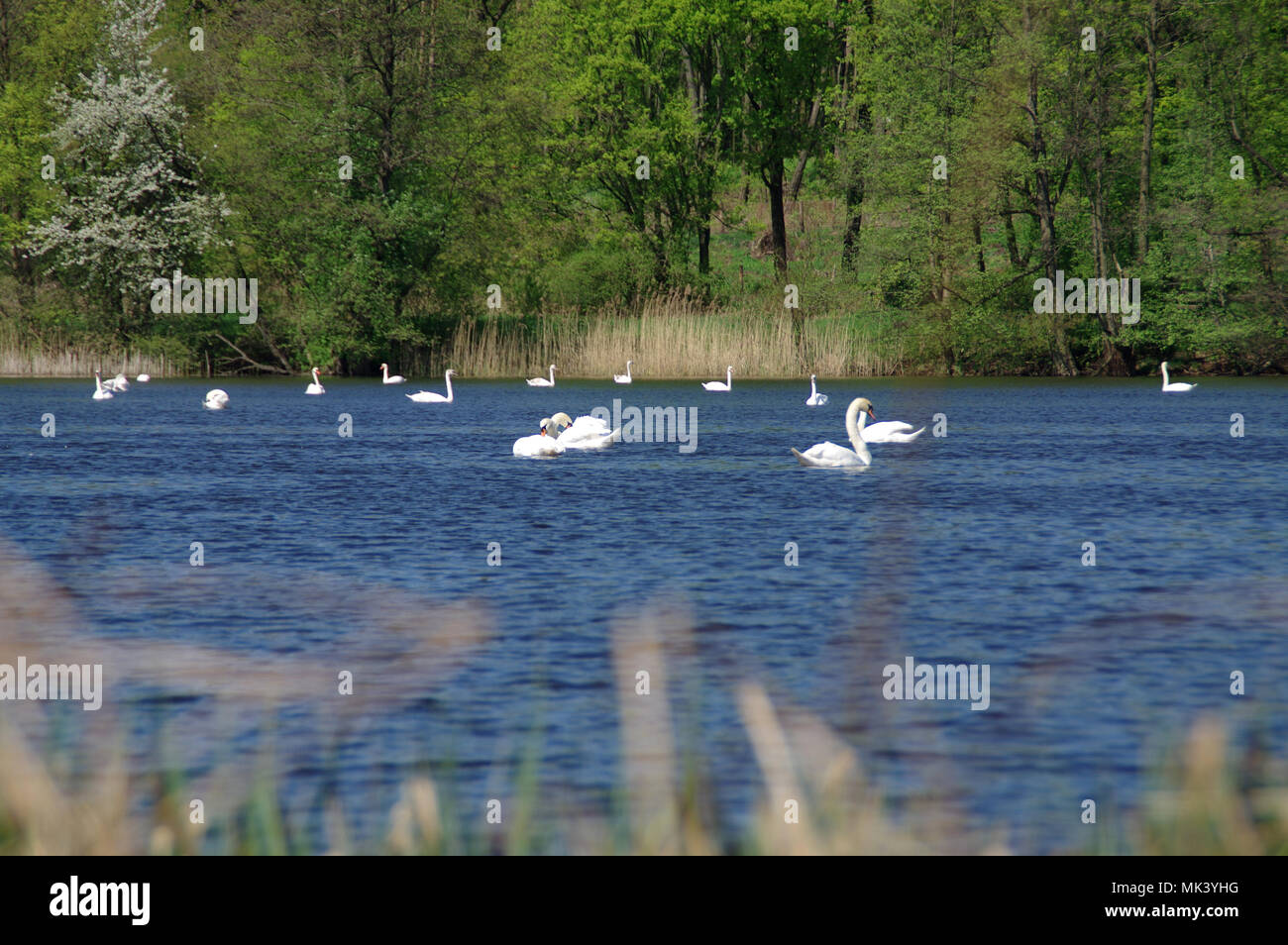 Groupe des cygnes blancs sur le lac avec forêt en arrière-plan Banque D'Images
