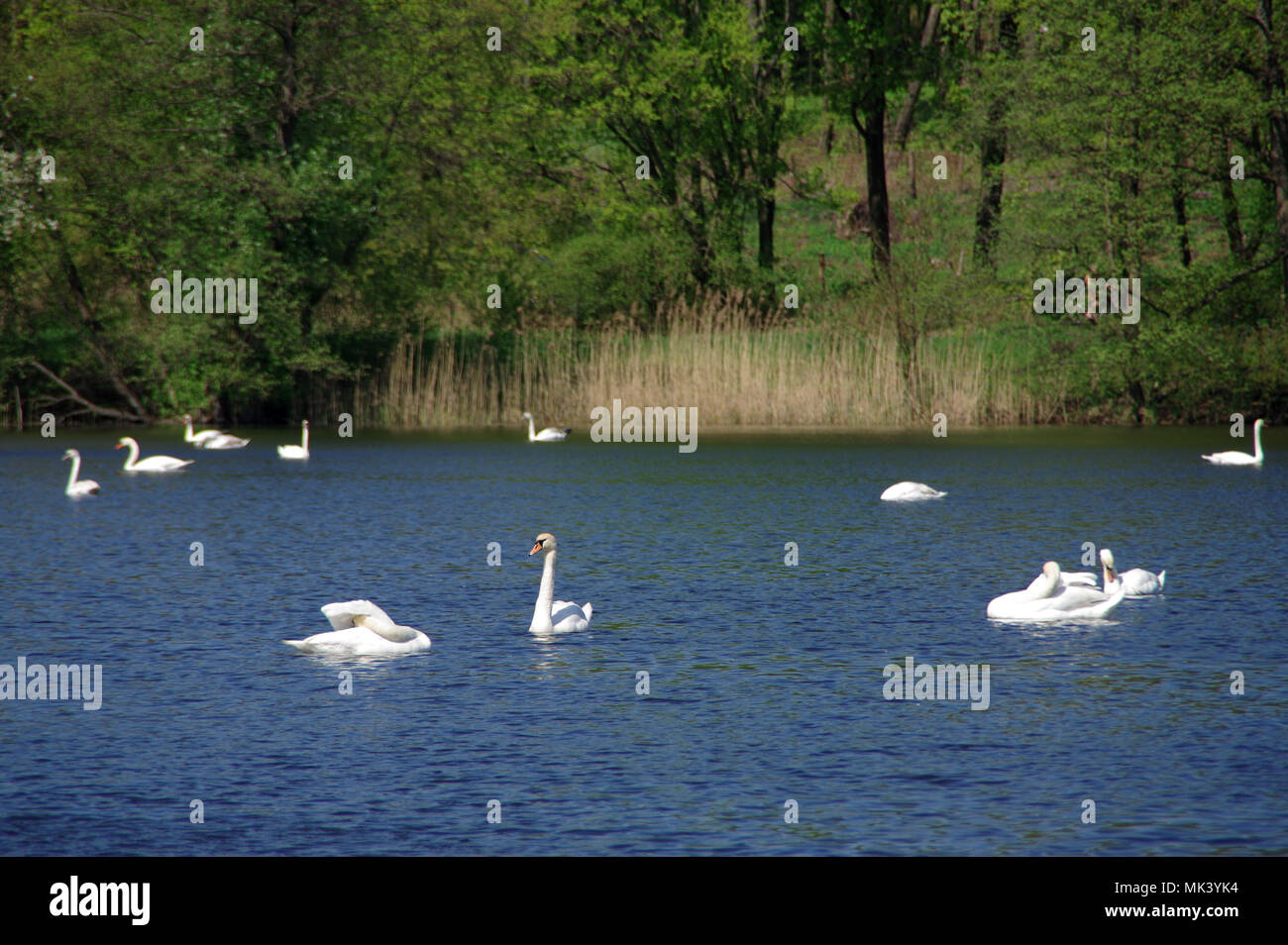 Groupe des cygnes blancs sur le lac avec forêt en arrière-plan Banque D'Images