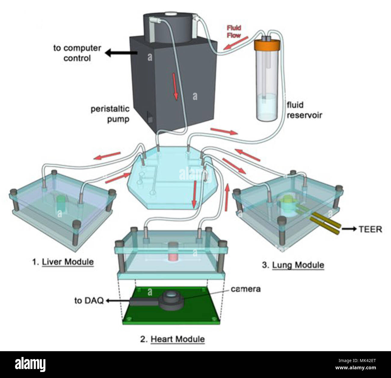 Schéma du foie intégré, le cœur et les poumons des dispositifs microfluidiques interconnectés par des modèles qui simulent le système circulatoire humain. (Illustration fournie par Dr Anthony Atala, Wake Forest Institute for Regenerative Medicine.) Banque D'Images