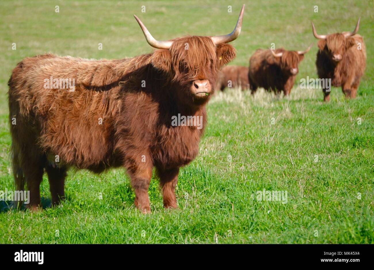 Les vaches highland écossais Banque D'Images