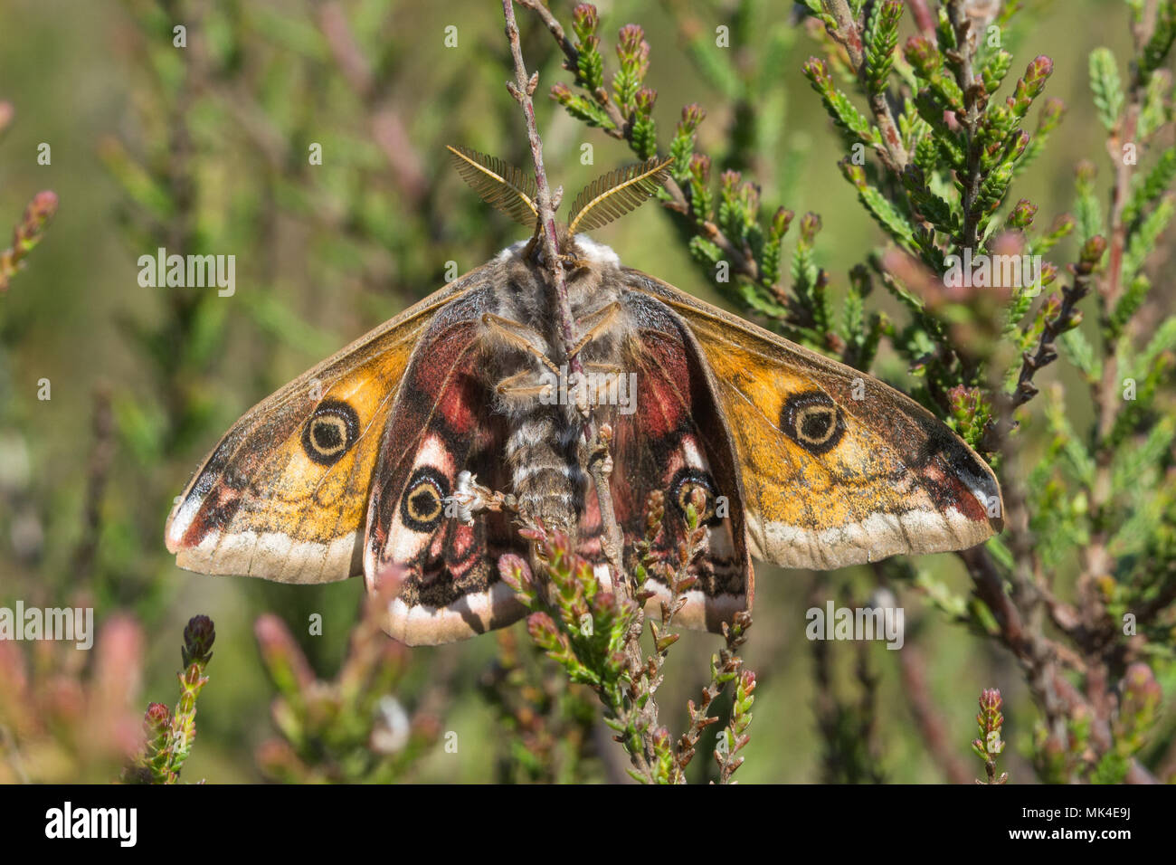 L'empereur mâle (Saturnia pavonia) dans la lande à l'habitat commun Crooksbury, Surrey, UK Banque D'Images