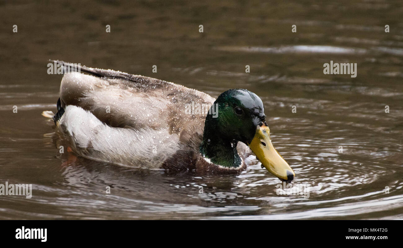 Canard colvert natation dans un lac Banque D'Images
