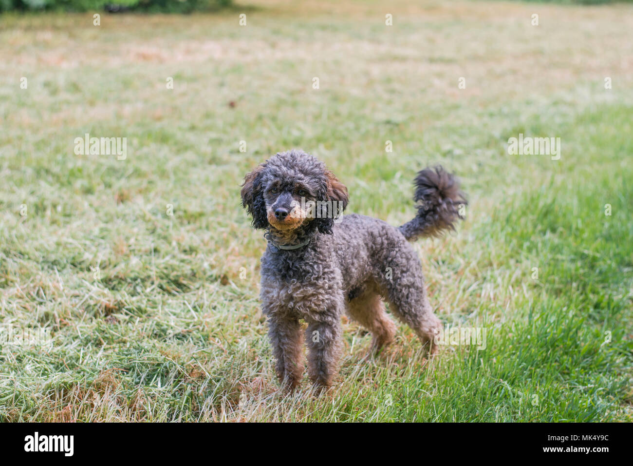 Adorable chien caniche Sable moelleux Banque D'Images