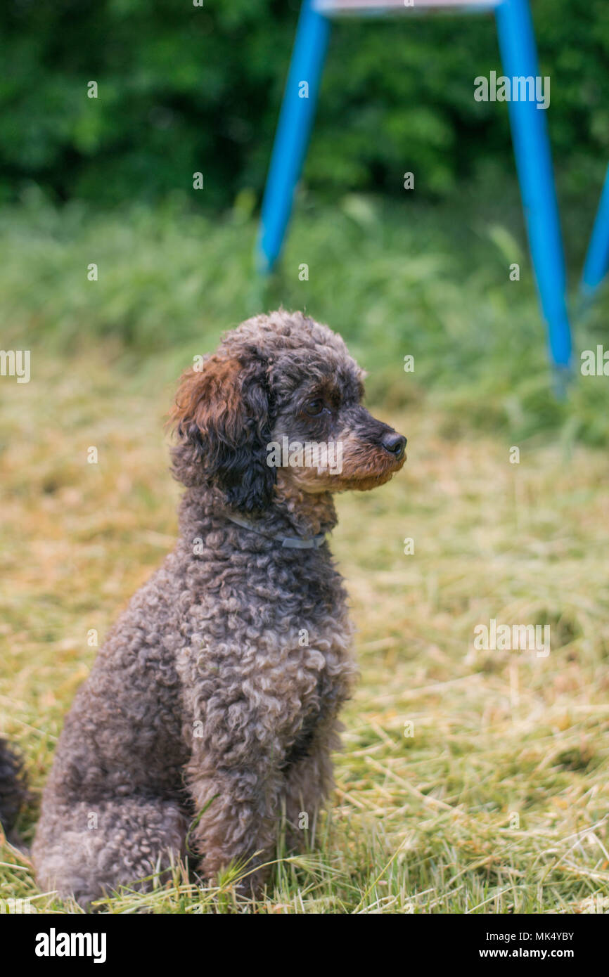 Adorable chien caniche Sable moelleux Banque D'Images