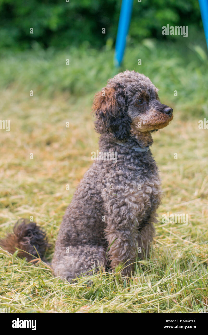 Adorable chien caniche Sable moelleux Banque D'Images
