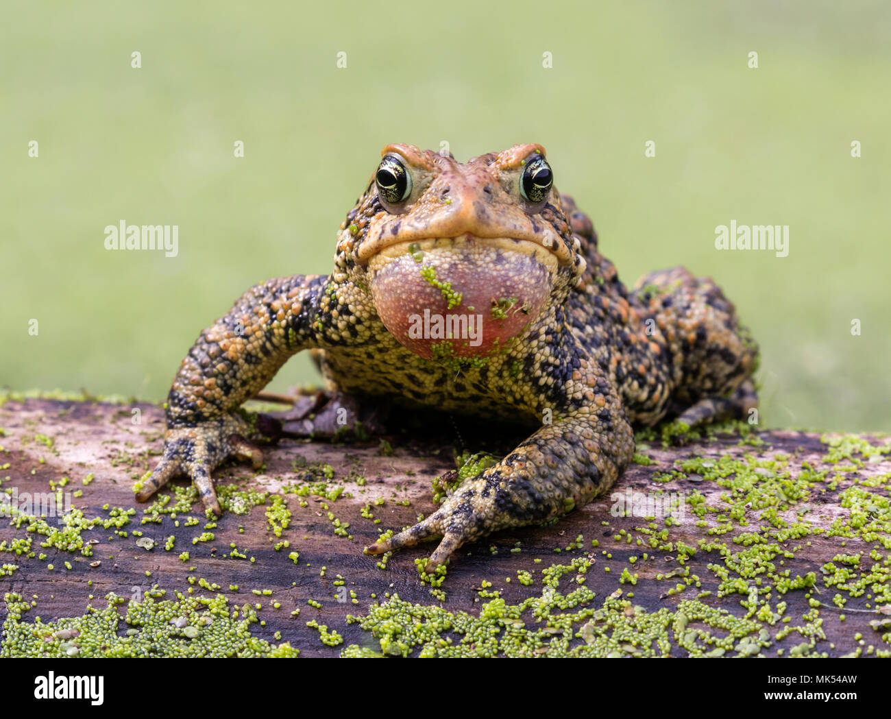 Crapaud d'Amérique mâle (Anaxyrus americanus) appelant sac gonflé, couverts de lentilles d'eau, de l'Iowa, USA. Banque D'Images