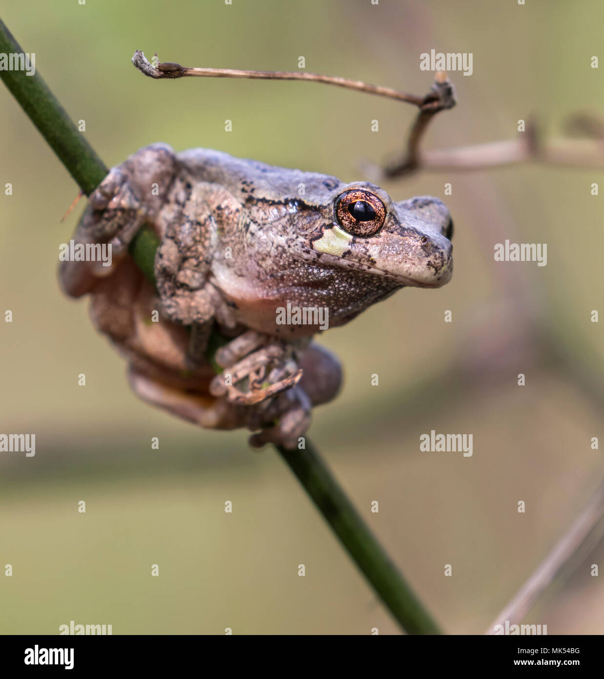 Grenouille d'arbre grise (Dryophytes [Hyla] versicolor) sur une branche d'arbre, Iowa, États-Unis. Banque D'Images