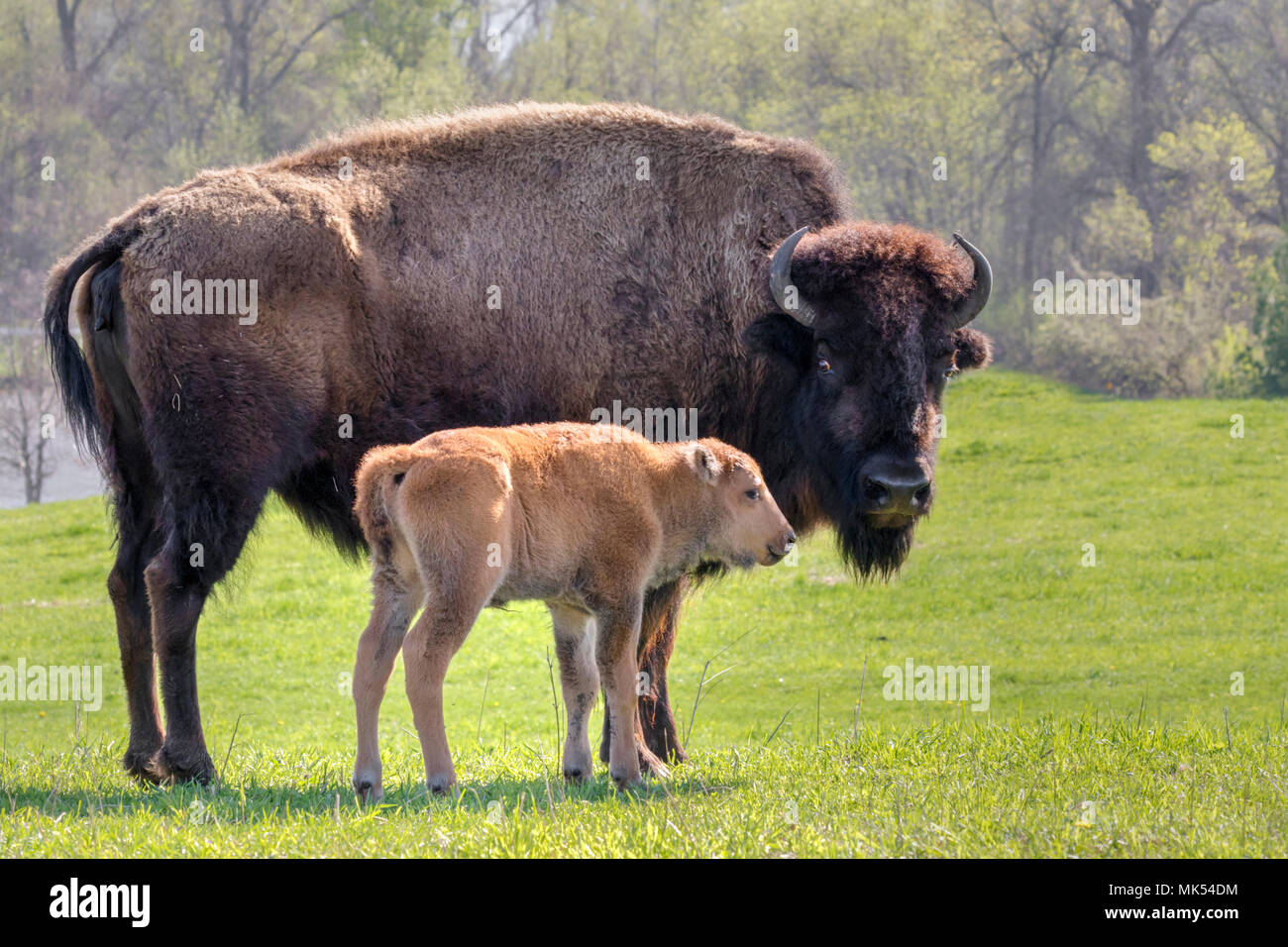 Les femelles du bison (Bison bison) avec un veau, Neal Smith National Wildlife Reserve, Iowa, États-Unis. Banque D'Images