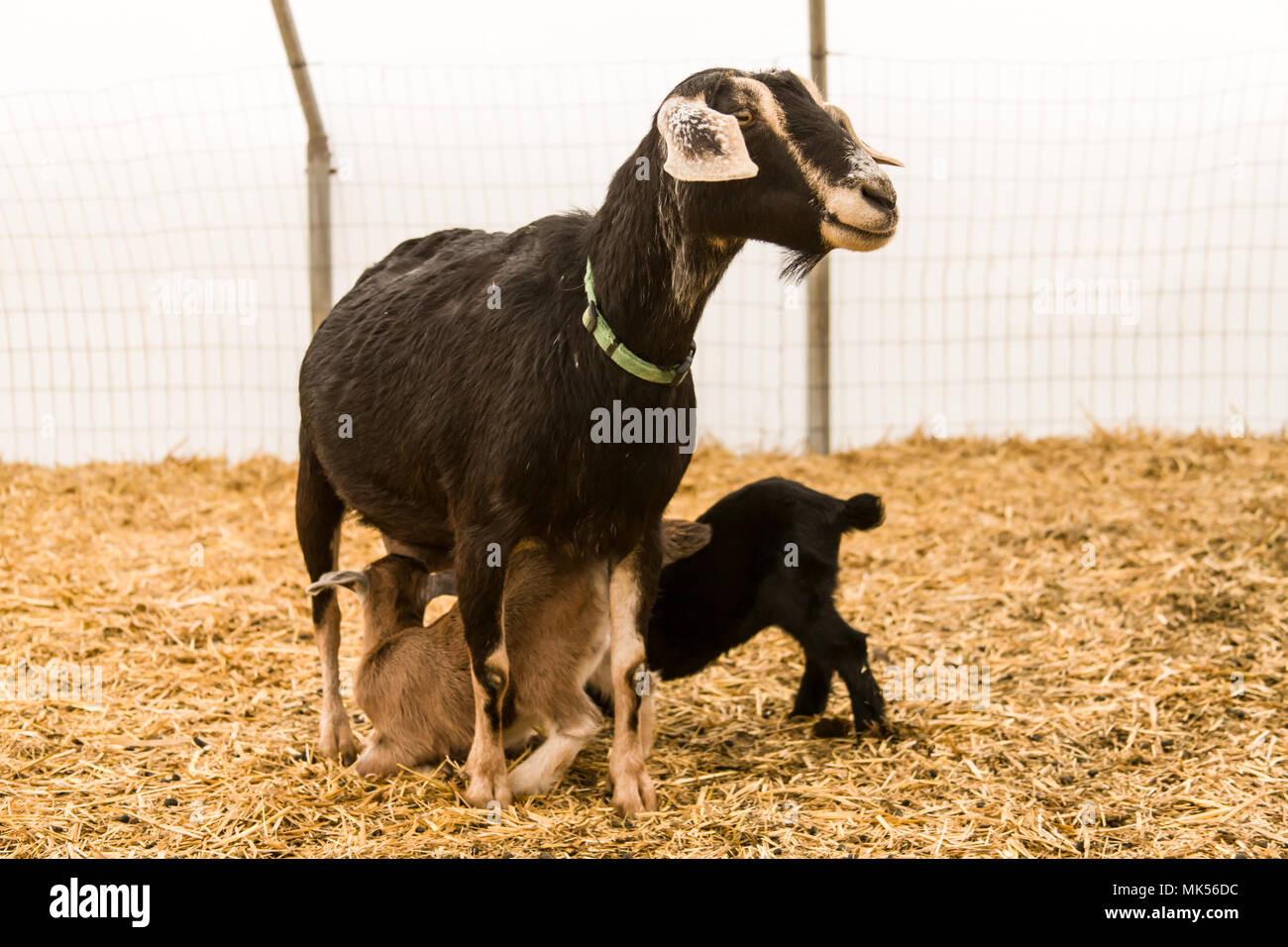 Oeillet, Washington, USA. Lait de chèvre mère d'allaiter son enfant dans un abri de chèvre. (PR) Banque D'Images
