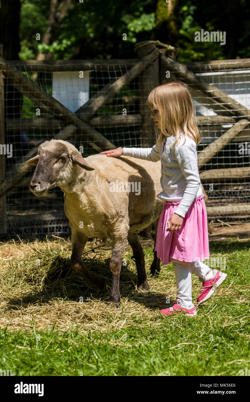 Issaquah, Washington, USA. Jeune fille de flatter un mouton. (Pour un usage éditorial uniquement) Banque D'Images