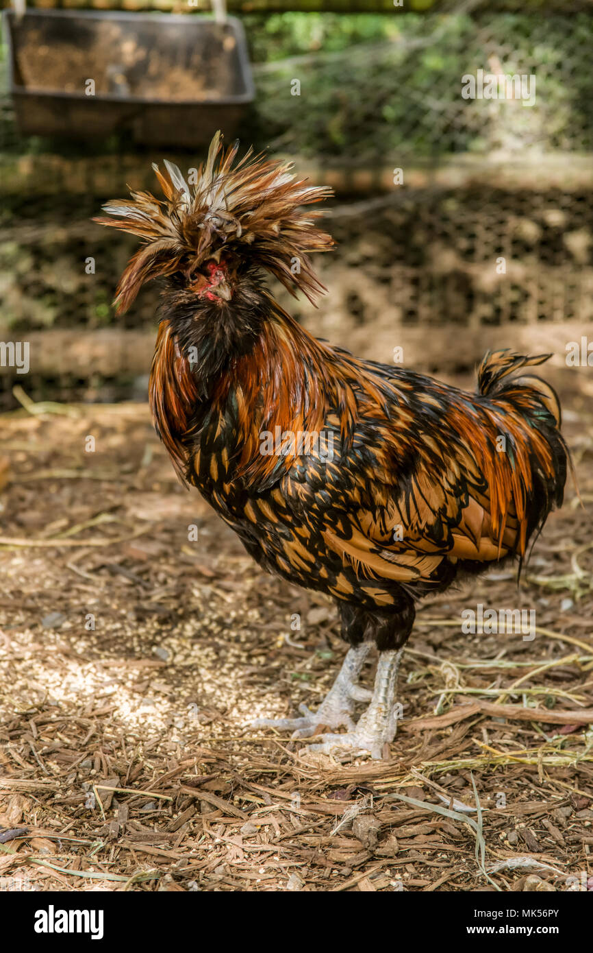 Issaquah, Washington, USA. Polish poules sont une race unique de poulet avec leurs énormes bouffant cimier de plumes en forme de v et comb. Banque D'Images