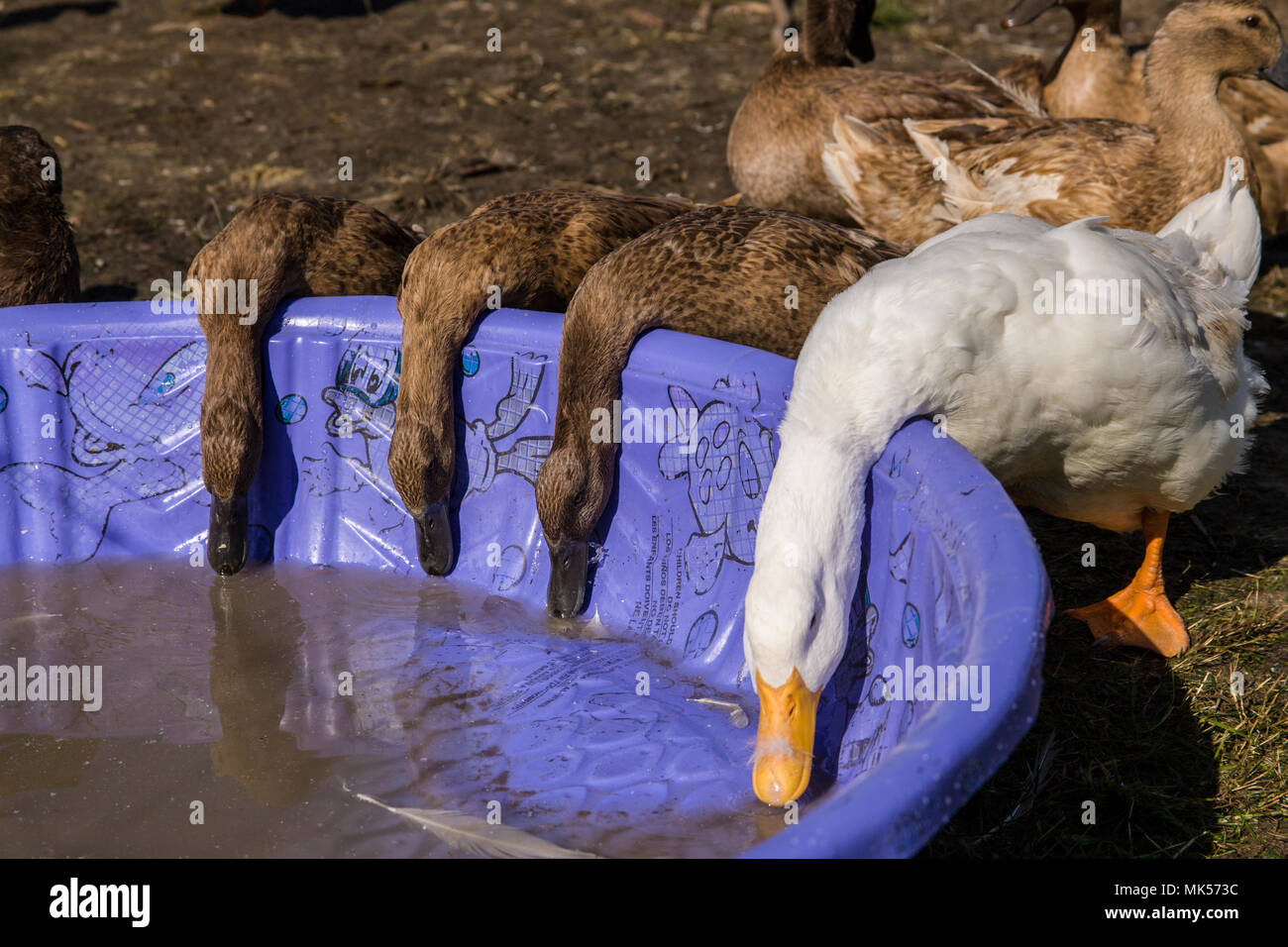 Oeillet, Washington, USA. Pekin et kaki Campbell canards boire d'une pataugeoire. (PR) Banque D'Images