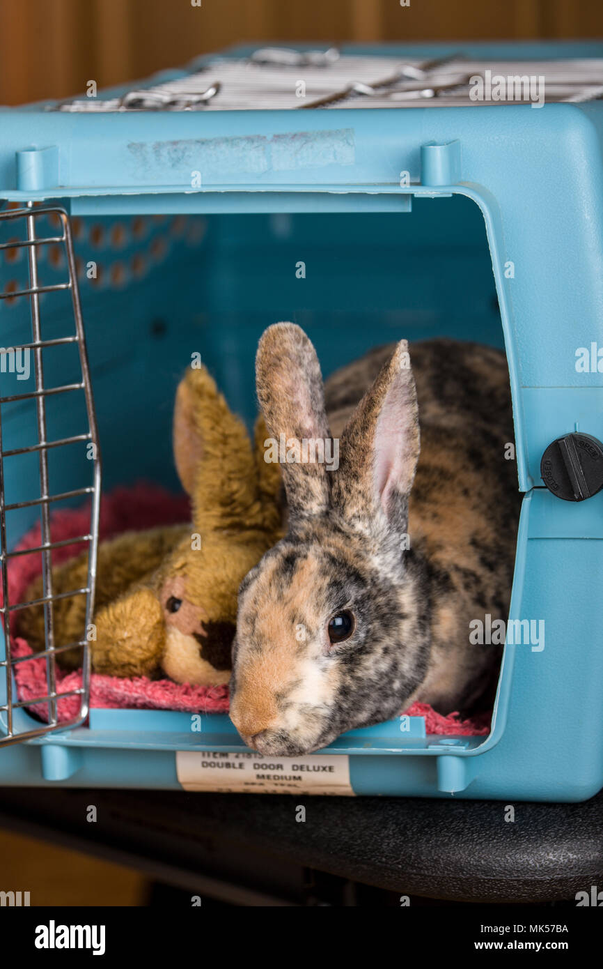 Les arlequins Mini Rex animal lapin dans un pet carrier. Les lapins devraient voyager à la FEP dans un bien construits et faciles à transporter pet carrier. (PR) Banque D'Images