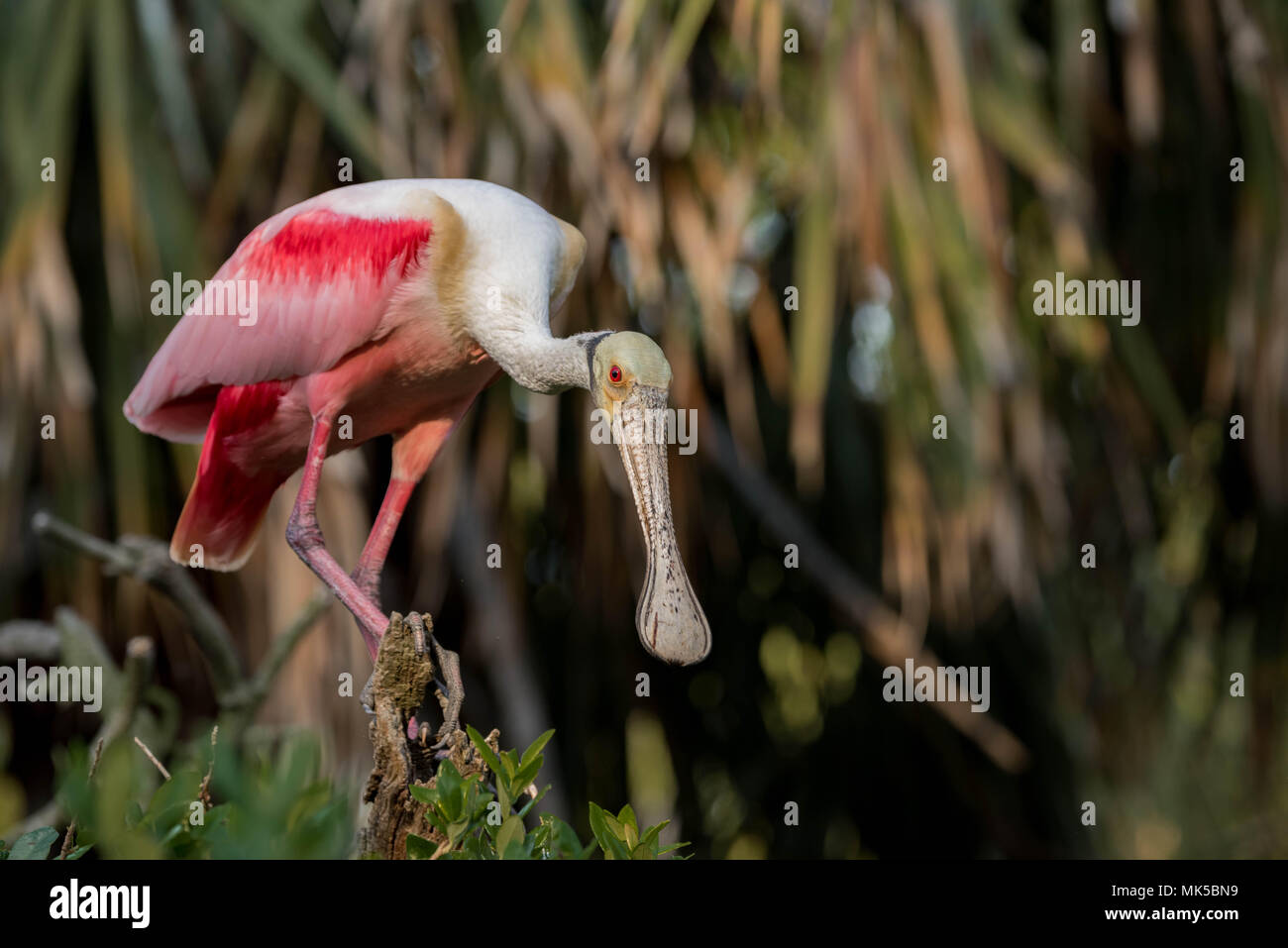 Roseate Spoonbill Banque D'Images