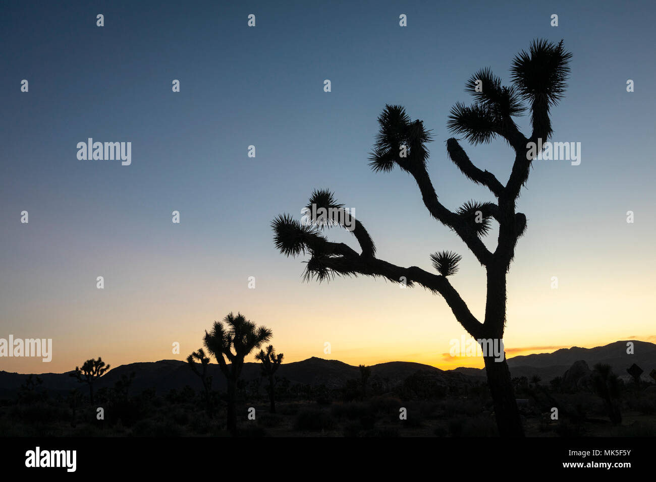 Joshua Tree magnifique au coucher du soleil dans le parc national Joshua Tree. Banque D'Images