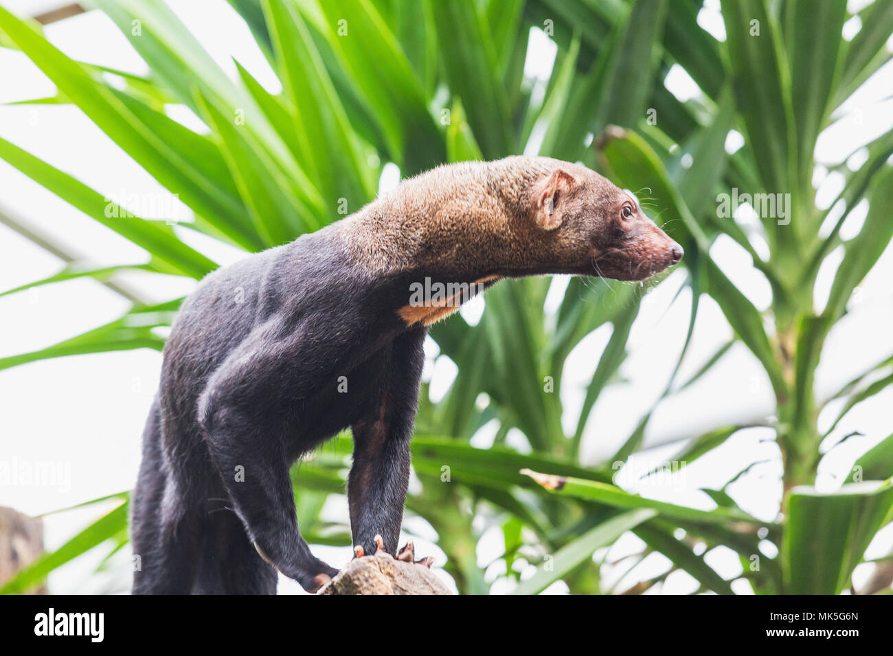 Tayra à à partir d'une branche dans un zoo en suisse europe Banque D'Images