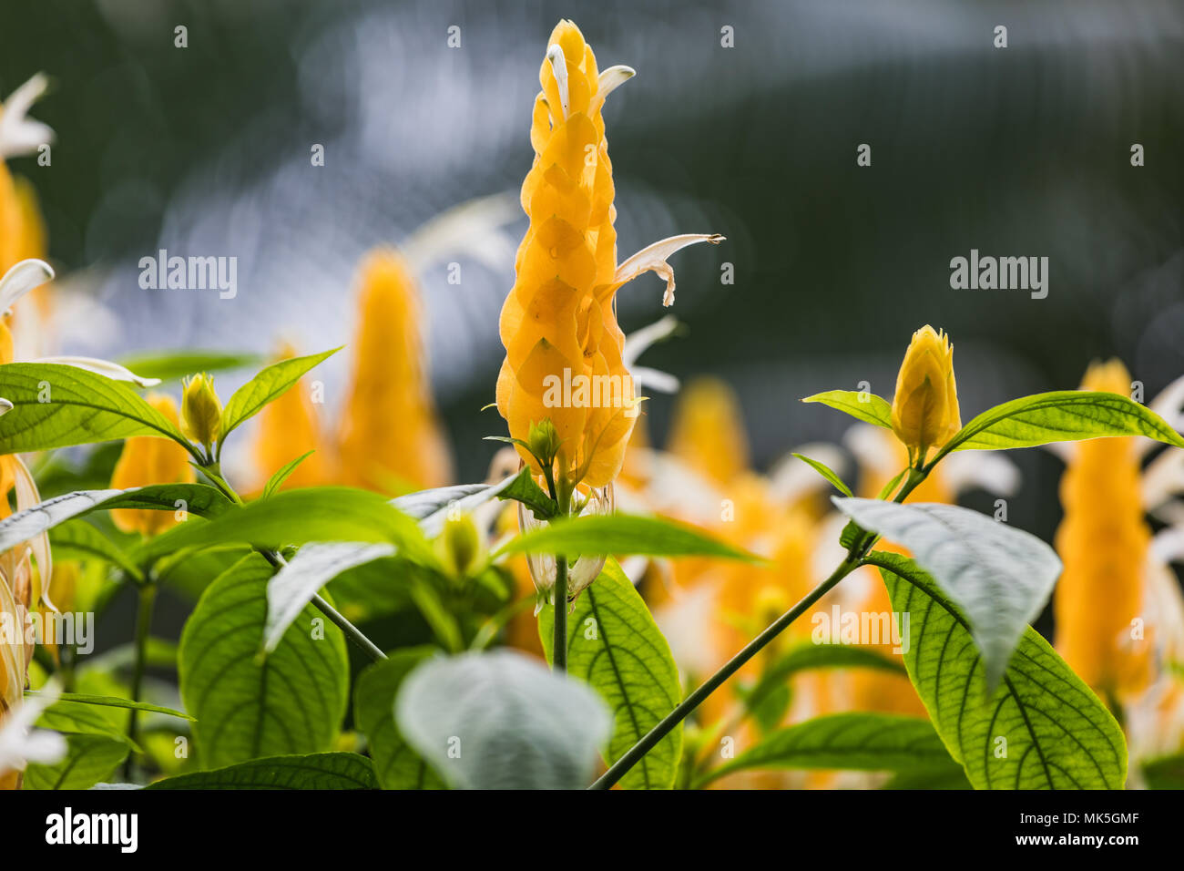 Gros plan du Caesalpiniodae bougie jaune ou Leguminosae Bush suisse Banque D'Images