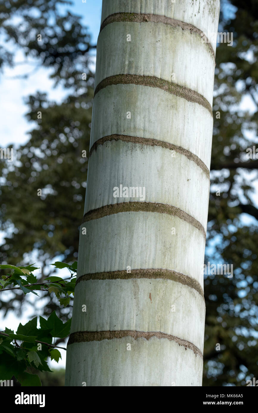 Un tronc de palmier africain l'arboretum sur le terrain de l'ancienne Hacienda San Jose, maintenant l'hôtel San Jose De Puembo, en dehors de Quito, Equateur. Banque D'Images