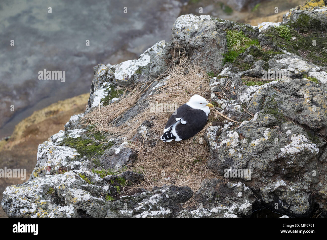 Le Sud sauvage Goéland marin (Larus dominicanus) assis sur un nid sur un rivage rocailleux, péninsule d'Otago, Nouvelle-Zélande Banque D'Images