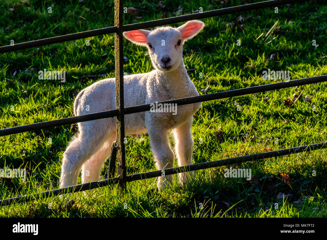Les Jeunes agneaux en soirée Sunshine, Lake District, Cumbria Banque D'Images