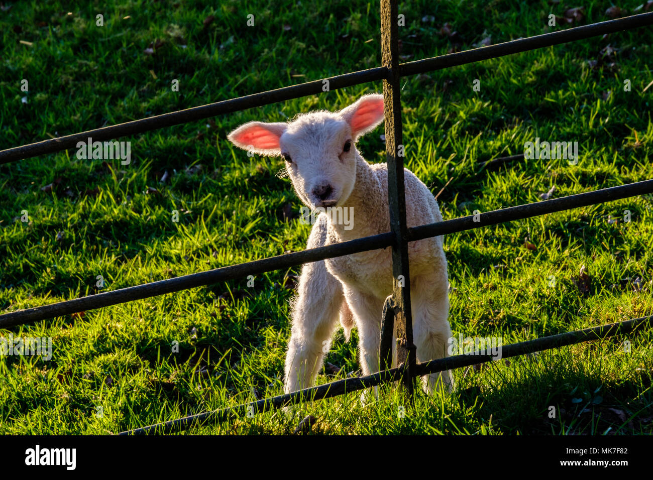 Les Jeunes agneaux en soirée Sunshine, Lake District, Cumbria Banque D'Images