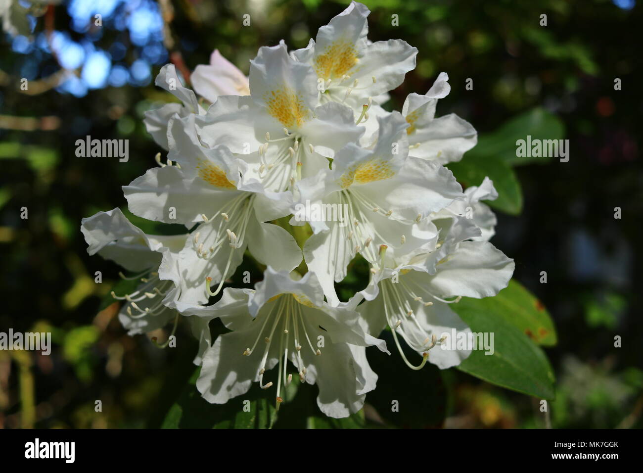 Rhododendron blanc en pleine floraison, floral background et modèle de site web Banque D'Images