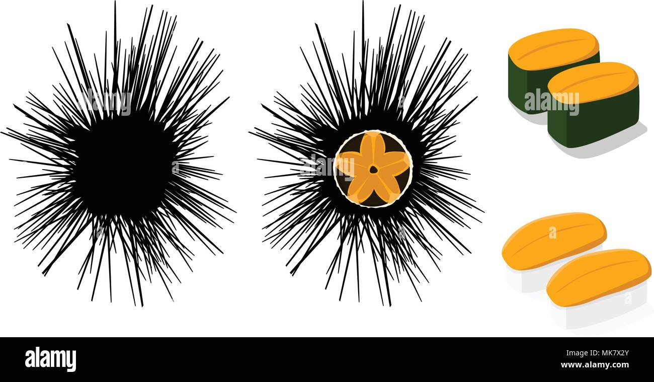 L'Oursin de matières premières et de l'Uni sushi isolé sur blanc, vector art Illustration de Vecteur