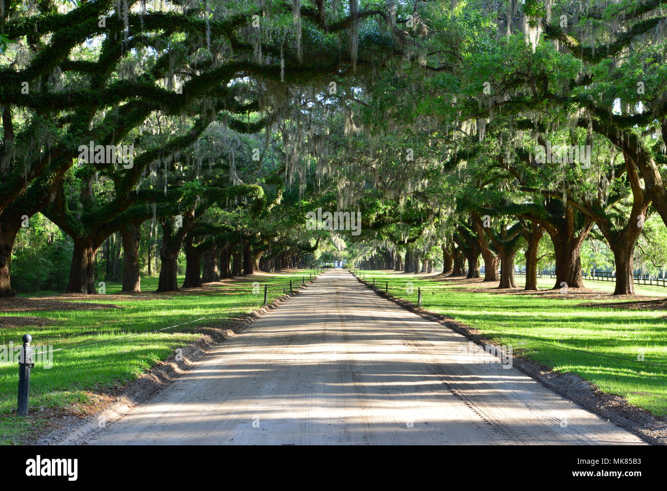 Avenue de chênes à Boone Hall en Caroline du Sud Banque D'Images