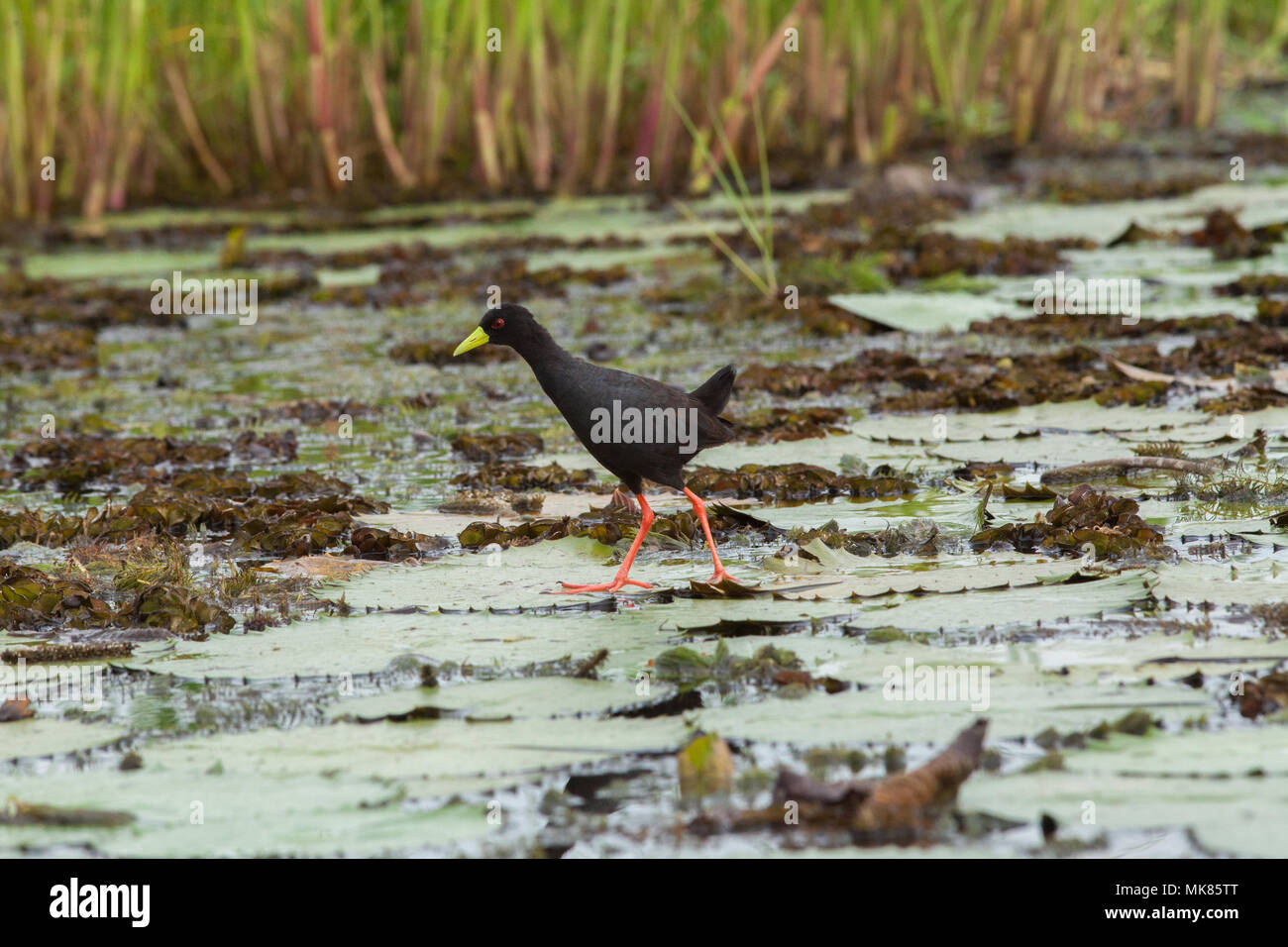 Butor (Limnocorax flavirostra). À l'aide de long orteils expansive pour répandre son poids sur les feuilles de nénuphar qu'il marche sur flottant mais submergées Banque D'Images