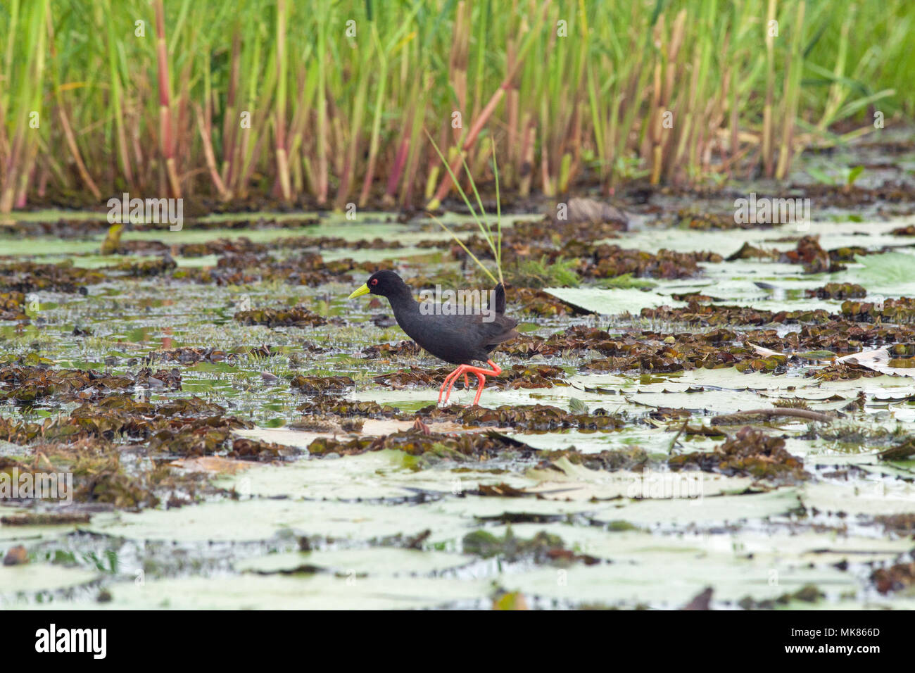 Butor (Limnocorax flavirostra). De longues jambes et les orteils d'être utilisé pour l'ensemble de la surface à l'aide d'eau stride feuilles nénuphar (Nymphaea nouchali), comme ste Banque D'Images