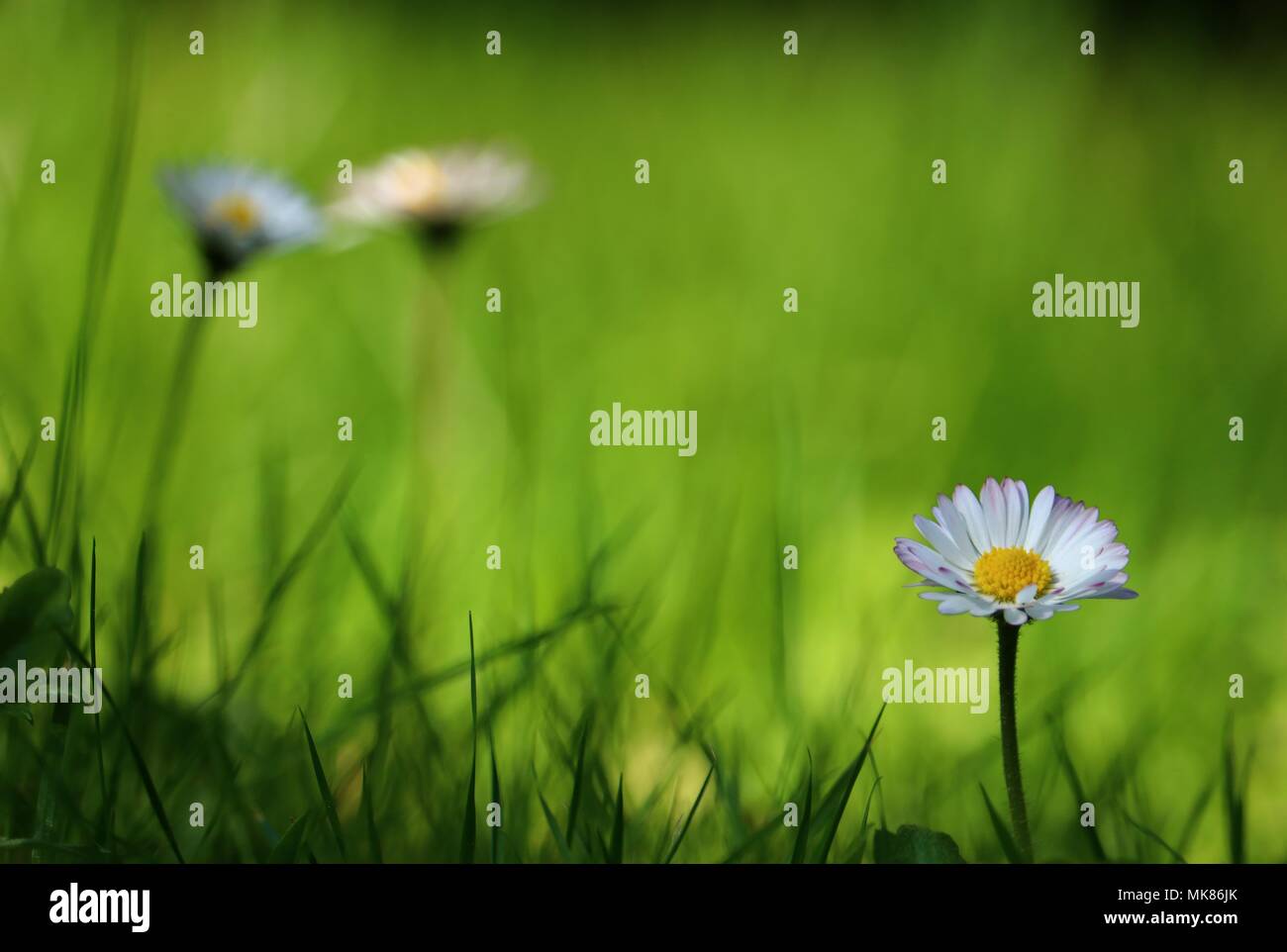 Floral background, belle fleur Daisy sur une verte prairie, bokeh avec espace pour texte personnel Banque D'Images