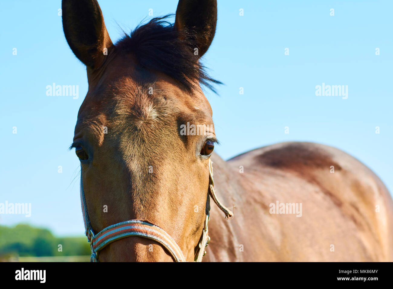 Une vue d'une tête de cheval avec une pelouse à l'arrière-plan par un beau jour de printemps Banque D'Images