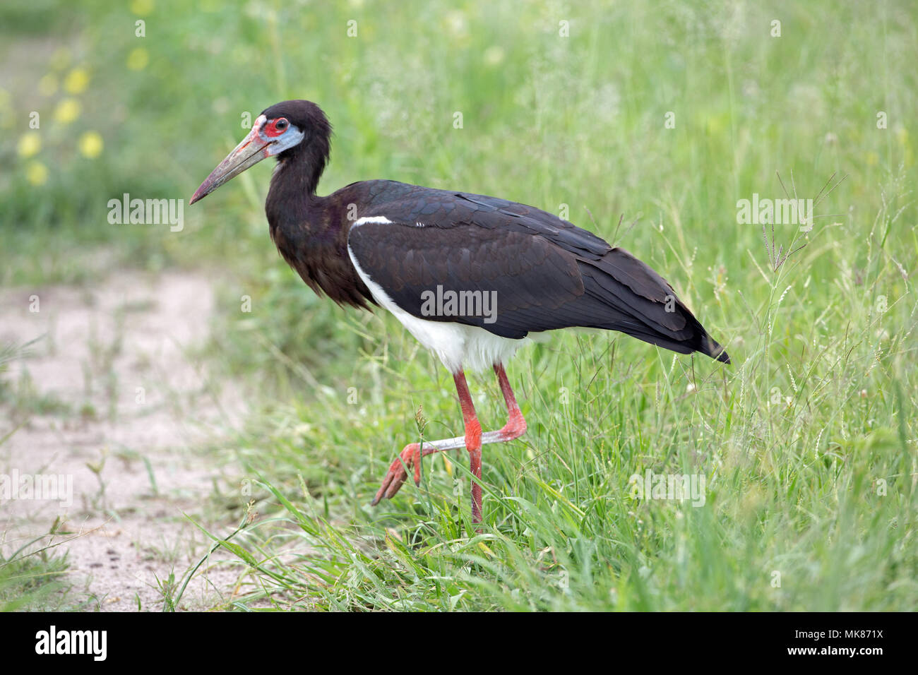 D'Abdim (Ciconia abdimii Cigogne). Foraging​ pour les invertébrés vivants terrestres, les criquets, les sauterelles, les insectes entre saison humide savane de plus en plus gras Banque D'Images